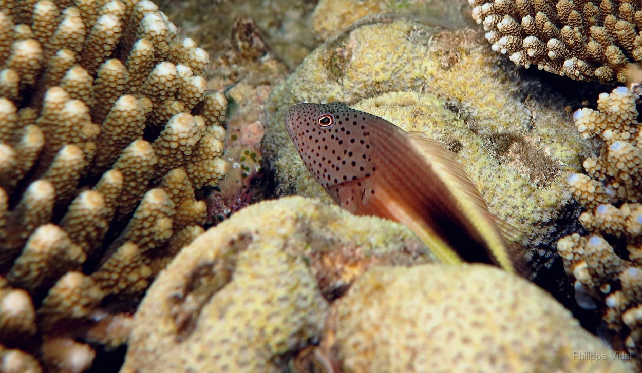 Velidhu - 2013_03_09 - IMG_0283rf_Poisson faucon a taches de rousseur - Paracirrhites forsteri_House reef_pmt.jpg